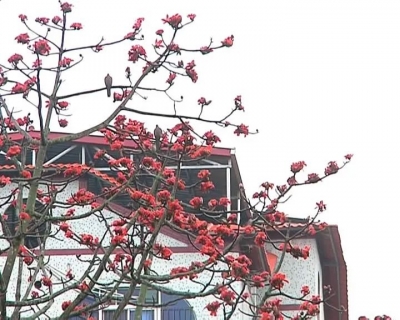 来看！平远街头木棉花开红似火