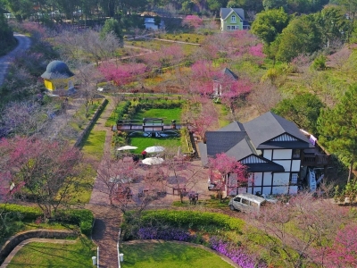 行走梅江丨又见繁樱压满枝  