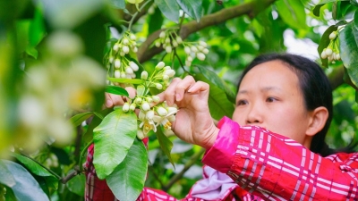 “柚”到一年花开季！梅县这儿疏花授粉忙起来了！