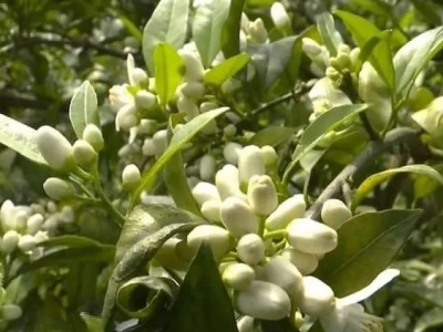 平远：脐橙花开正浓，赏花正当时