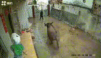 “愤怒”的水牛“大逃亡”！暴走7公里，撞伤一老人...