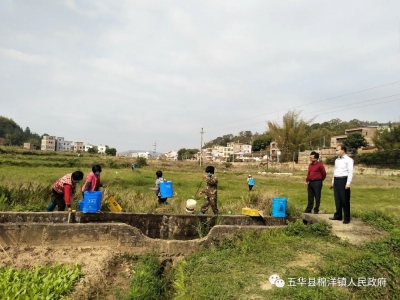 合作社带头承包 五华棉洋撂荒复耕ing…