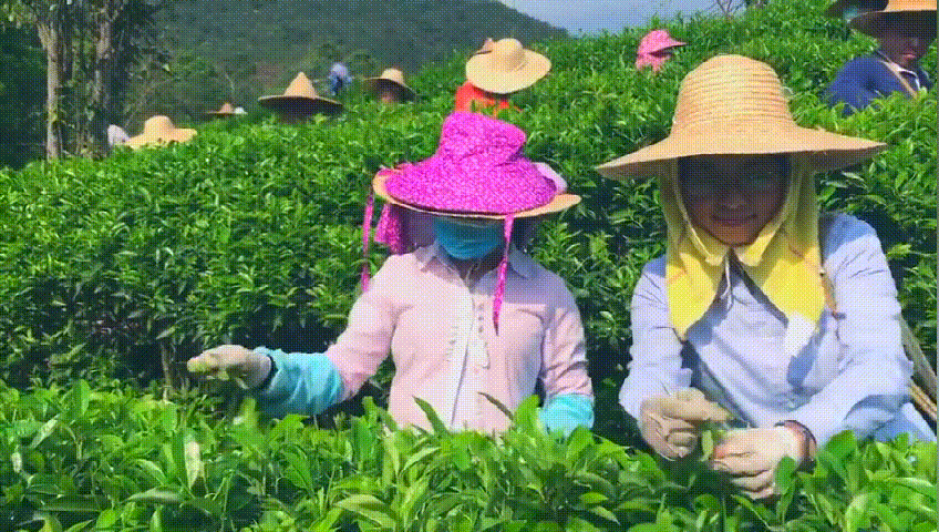 日采茶青约5000斤！雁南飞茶田景区春茶采摘已过半