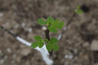 防疫复产“两促进” 撒播春耕“及时雨”！蕉岭全力厚植“三农发展”优势