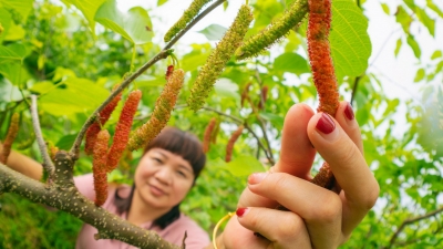 桑葚plus！梅城这里的长果桑熟了，快来组团去尝个鲜~