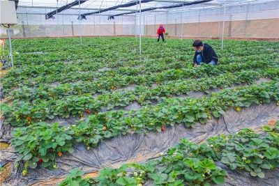 忙春耕、促就业、清滞销！梅州唤起脱贫攻坚的春天...