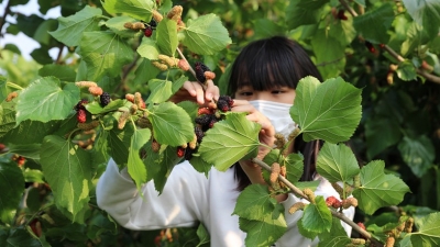 三月好春光，一起去兴宁踏春采桑吧~ 