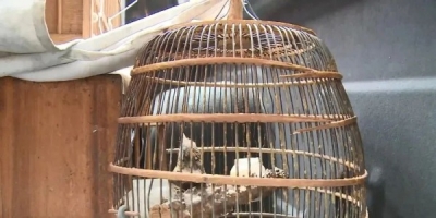 查处“顶风作案”门店！丰顺公安放生一批查获的野生动物