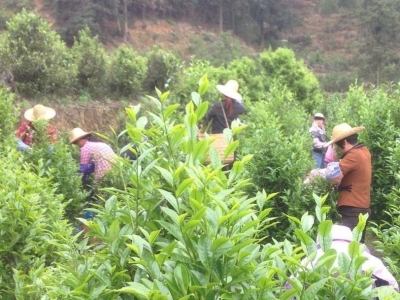 采茶啦！一起到丰顺产茶大镇潭江看看