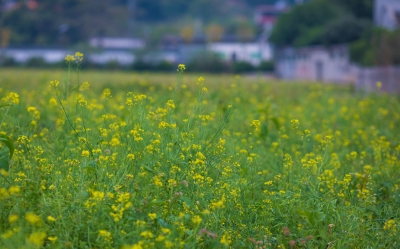 三月的梅州，正在经历一波“美颜”攻击...