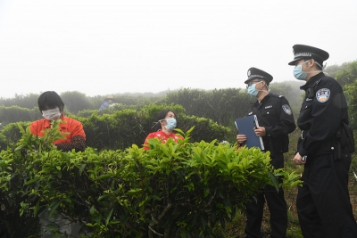 春分至采茶忙！深山茶园有“警色”...