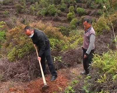春回大地万物苏，精致小城悄添绿...