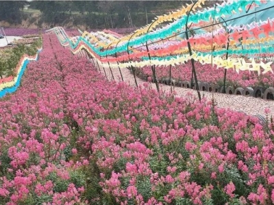 春风吹起，五华新丰寨荡漾着清香，约吗？