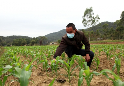 “订单种植”新模式，激活村民动力！来看蕉岭潘田村怎样开致富“快车”...
