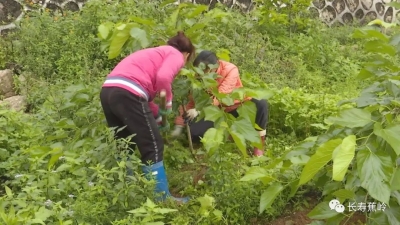 新铺镇徐溪村：门前采桑子，村中打工去