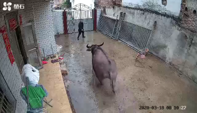 梅州V视丨“愤怒”的水牛“大逃亡”！暴走7公里，撞伤一老人...