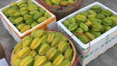 这个为梅塘杨桃“带盐”的党委书记，今天给您来信啦！ 