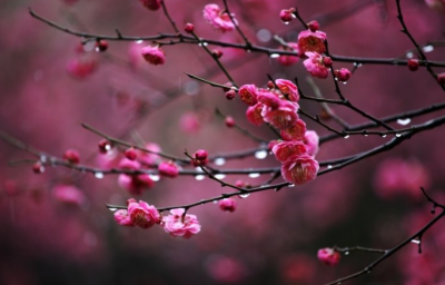  “春回日， 更晴光万里，四海欢腾！”这首抗疫诗，鼓舞人心