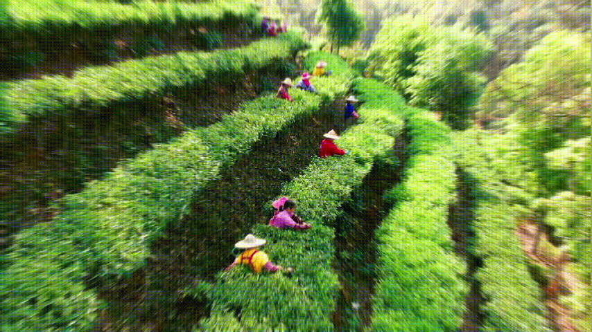 三月春茶绿，正当采摘时！