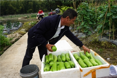 绿野乡风丨千亩菜园春意浓