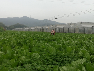 一年春正好！梅县区的田间地头，人们正忙碌起来...
