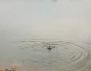 一听有人失足溺水，蕉岭这位邮递员一个猛子扎入水中...