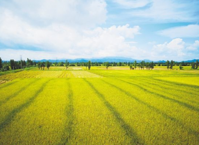 李希到江门调研要求：疫情防控与社会发展两手抓 