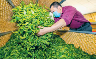 “蕉特”名茶再亮相！重振经典品牌 焕发全新活力