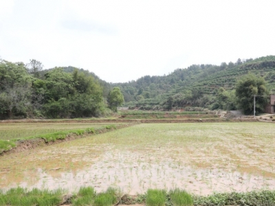 草长莺飞！梅县区复垦水田2688亩，靠的是这些...
