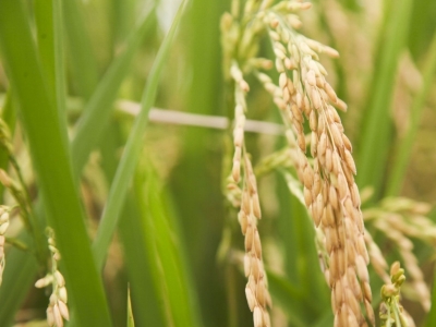 8月8日起施行！《梅州市市级储备粮管理办法》印发  