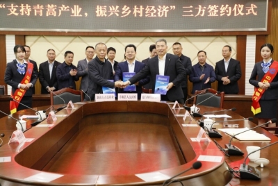 一片青叶带动乡村振兴！建行与丰顺县政府和新南方公司合注金融“活水”