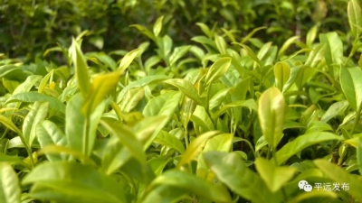 平远有机茶获20多项国家、省级荣誉！产业园建设正酣！来了解一下？