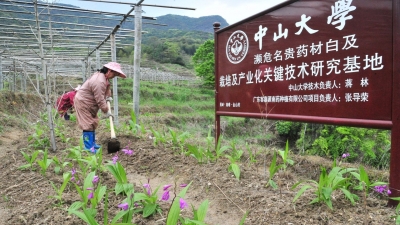省内最大的名贵药材“白及”种植基地，在蕉岭这小山村里！来看农户如何增收致富...