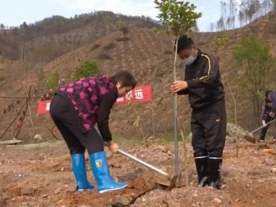 为大地增添一份新绿！平远干群合力，栽下1000多株树苗