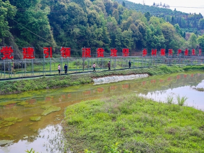 山上种着油茶树，山下养着小龙虾…一幅立体产业图在梅县大坪镇铺开