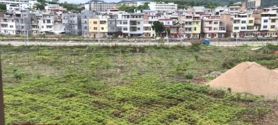 种上这些“致富果”，丰顺丰京村上空都弥漫着幸福的甜味儿~