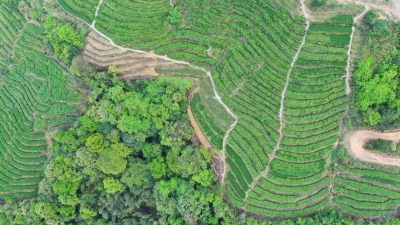 年轻人逆行“碰撞”老茶山，清凉山茶还有那“味儿”么？