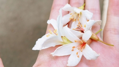 像极了爱情~梅城百岁山公园飘起“五月雪”！春游走起…