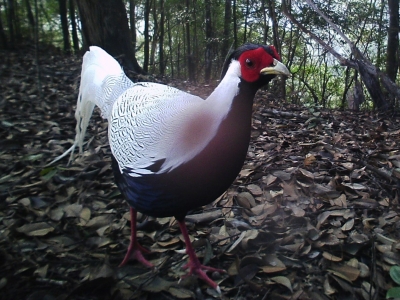 学习笃行丨打击涉野犯罪 防控卫生风险