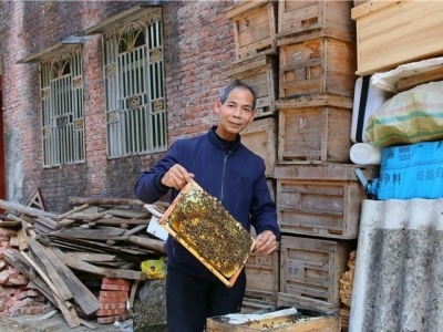 兴宁贫困户养蜂铺就“甜蜜”事业，让生活越来越有奔头~