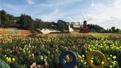 今年清明梅州景区：花都开好了，可是...天公不作美！