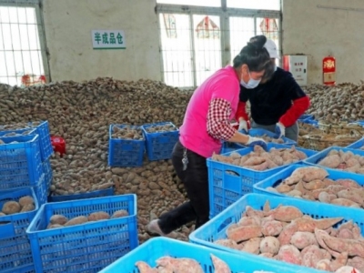 抗疫、复产两不误！五华“红薯妹”为村民撑起生活生产保护伞