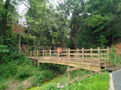 “天然氧吧”打卡地，蕉岭这个绿美古树乡村你去了吗？