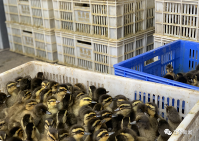 五华潭下：5500只鸭苗免费送进村 助力贫困群众稳脱贫