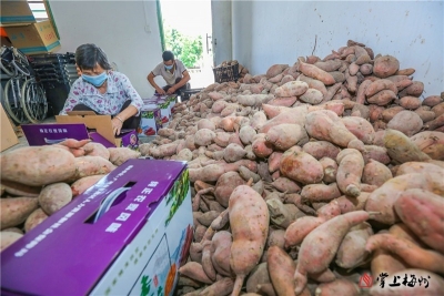 梅州V视丨“甜蜜负担”化身舌尖美味！丰顺黄沙坑村这土货火了~