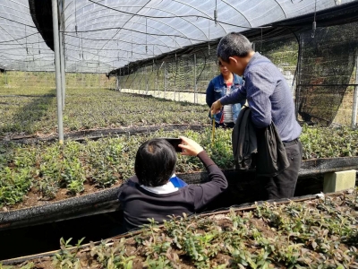 铁皮石斛林下仿野生栽培技术培训会在梅召开