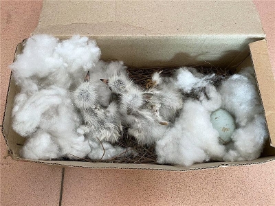 “叽叽~”花池传来异响，五华一小伙上前一看，居然是...