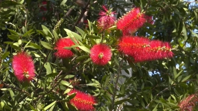 朵朵“瓶刷”俏枝头！平远街头红千层迎风绽放