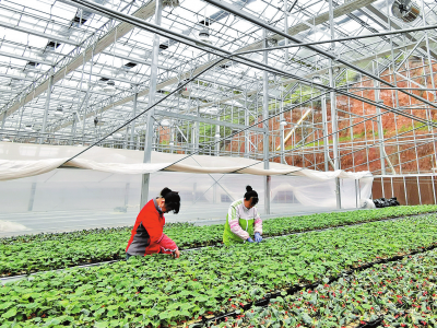 龙头企业+专业合作组织+产业基地+农户+科研单位！我们这样打造梅江蔬菜现代产业园