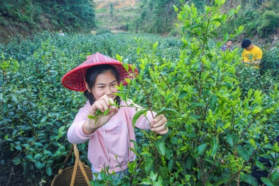 名声响亮的平远锅叾茶来了！春茶产量达7万多斤！来看传统名茶的新活力